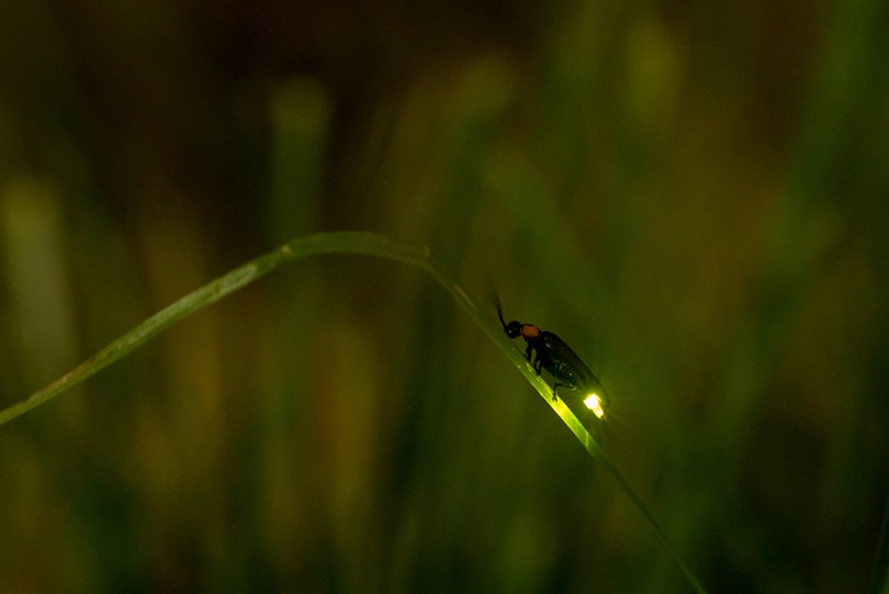 What Is the State Insect of Pennsylvania? Facts, Symbolism, & FAQ ...