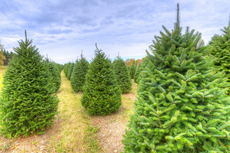 Noble Fir vs. Douglas Fir Trees — What's the Difference? | House Grail