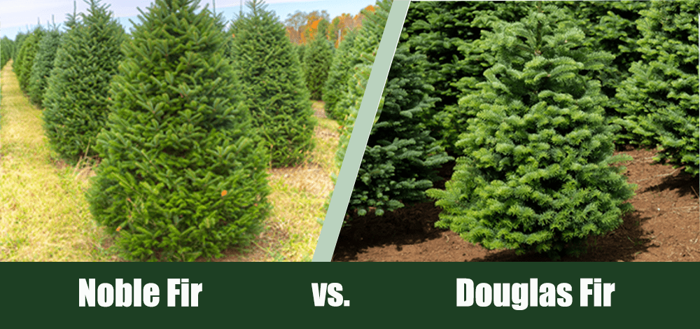 Noble Fir Vs Douglas Fir Trees What S The Difference House Grail   Noble Firs Vs Douglas Firs 