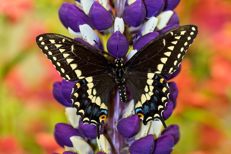 Oregon swallowtail Close up