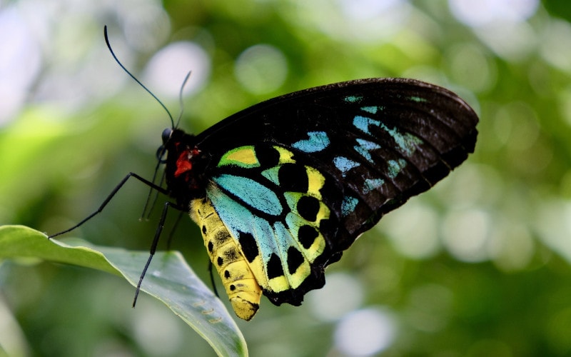 Cabbage White Butterfly - The Australian Museum