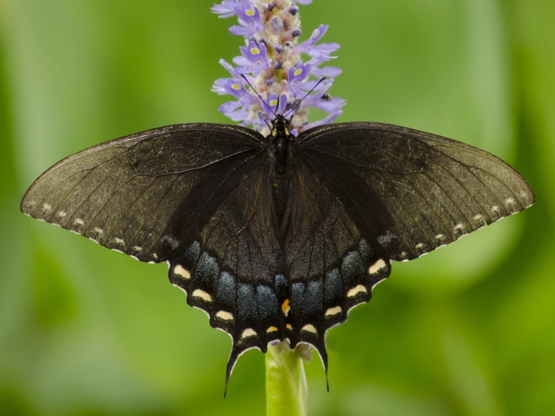 Ozark swallowtail butterfly