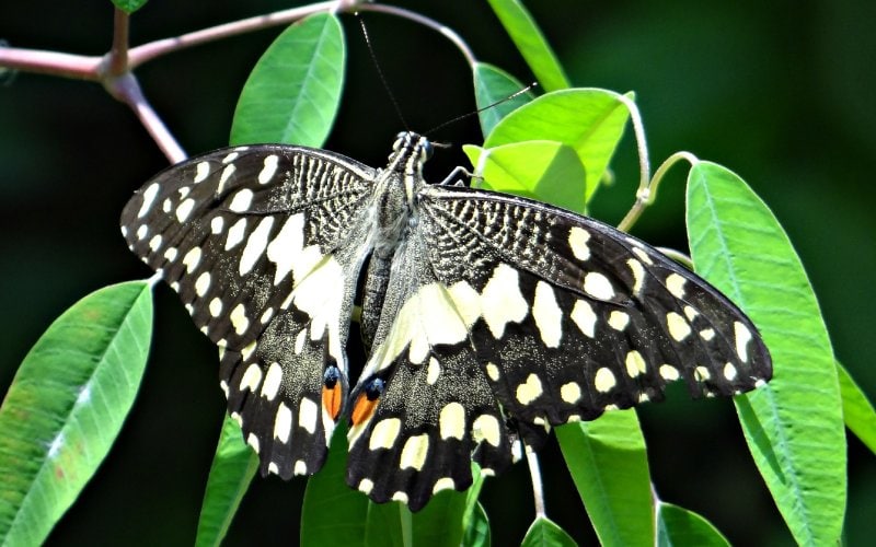 Papilio Demoleus Sthenelus or Chequered Swallowtail butterfly