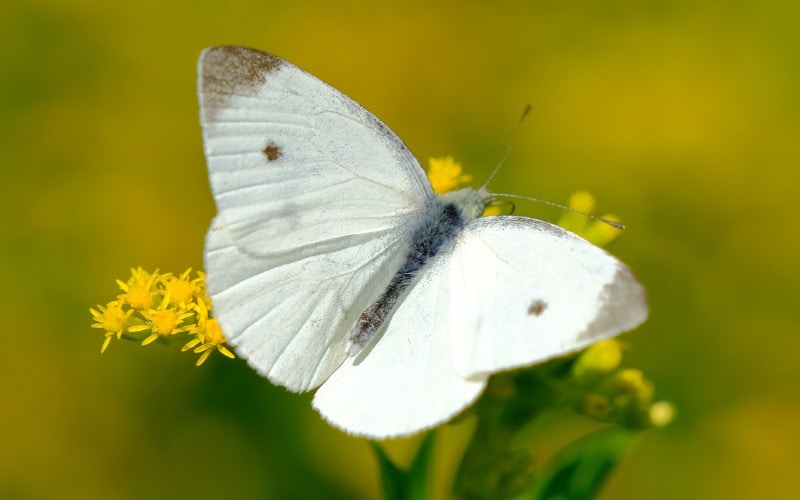 Cabbage White Butterfly - The Australian Museum