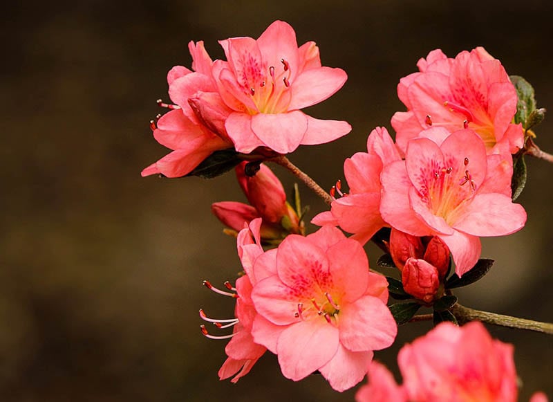 How Fast Do Azaleas Grow? (& How to Grow Them Faster) | House Grail