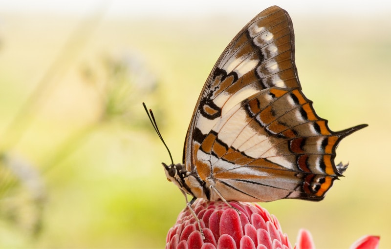 Cabbage White Butterfly - The Australian Museum