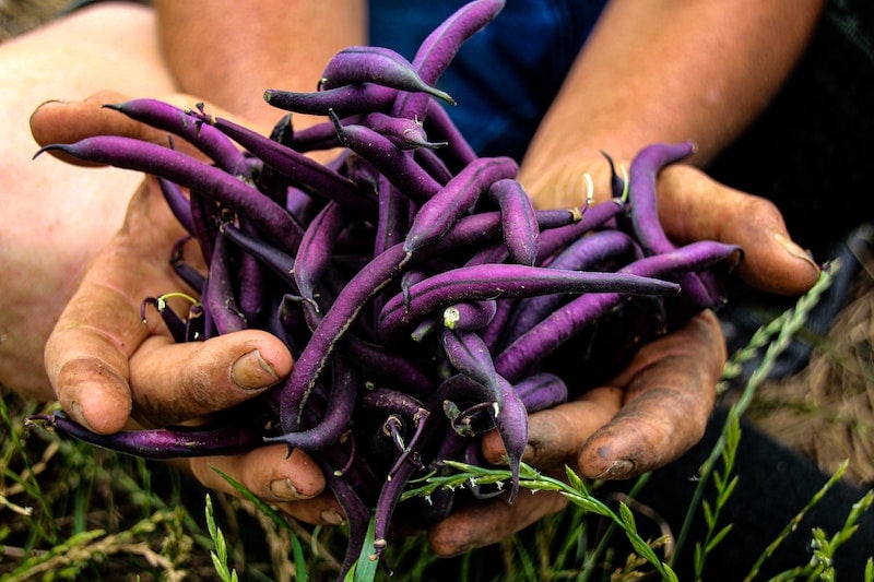 Purple King Beans