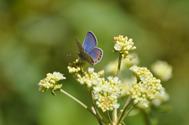 What Do Butterflies Eat? 7 Common Foods House Grail