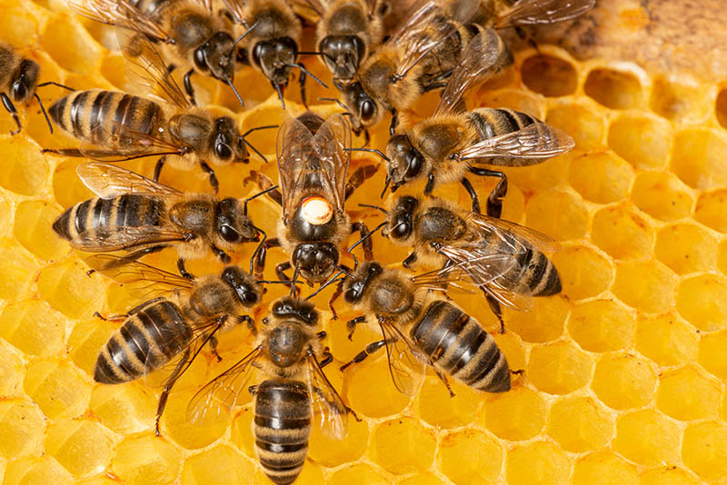 Queen bee with workers around her