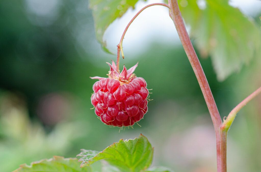 Raspberry plant