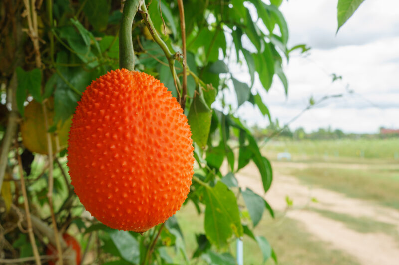 Red Jackfruit