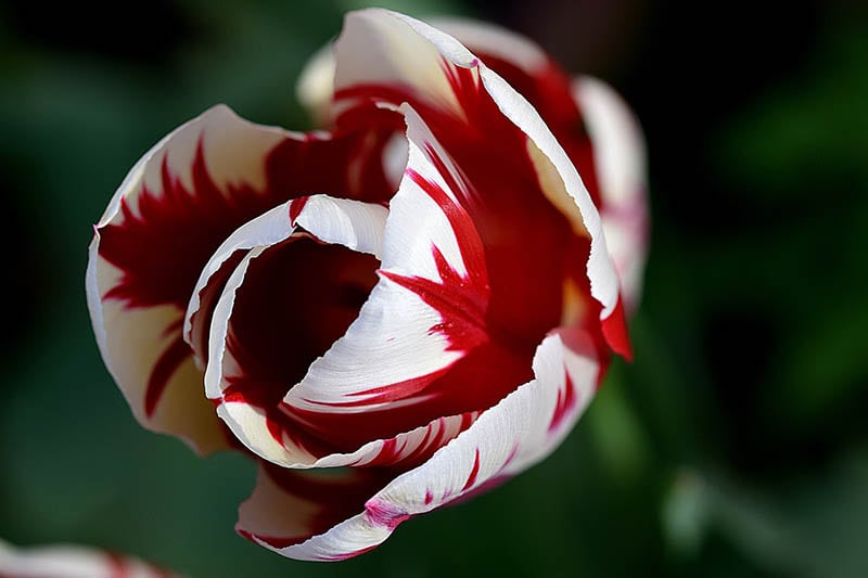 Rembrandt tulip