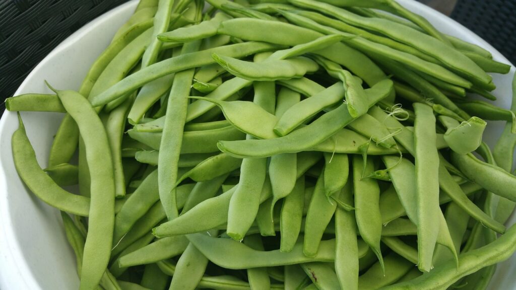 Romano beans