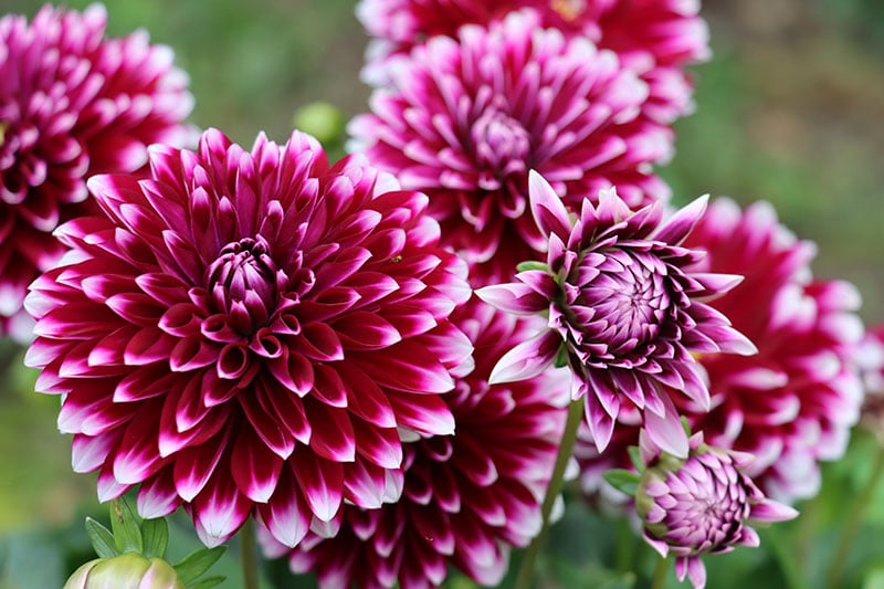 Rothesay Reveller dahlia in full bloom