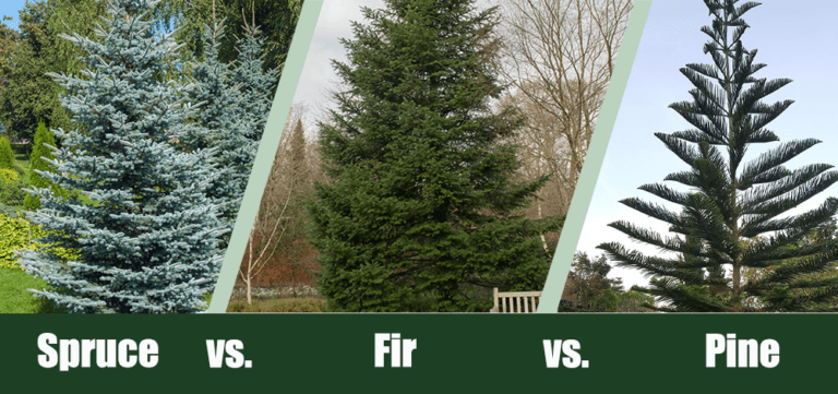 Spruce Vs Fir Vs Pine Trees What S The Difference House Grail   Spruce Vs Fir Vs Pine 768x361 