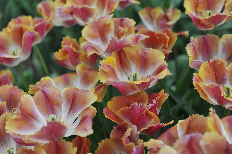 sunset miami fringed tulip
