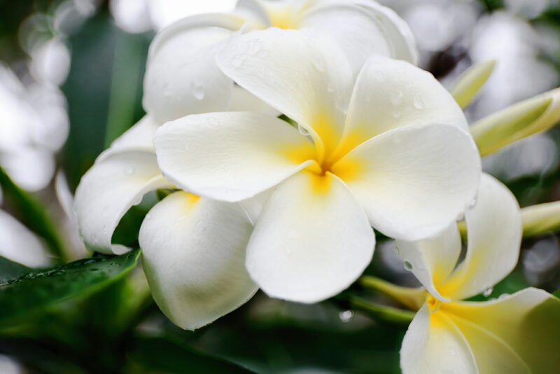 Tahitian Gardenia
