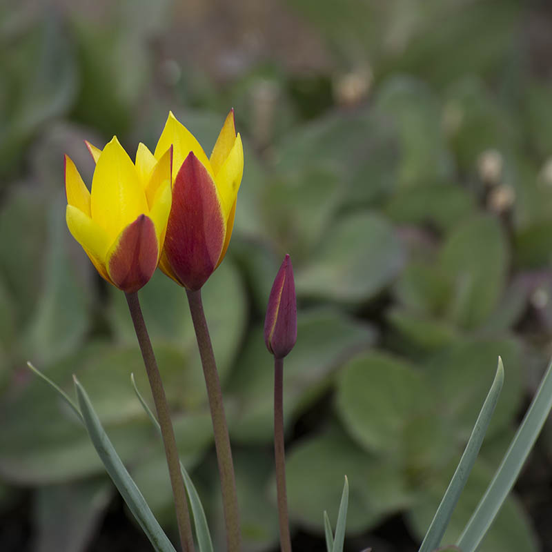 Tubergen gem tulip