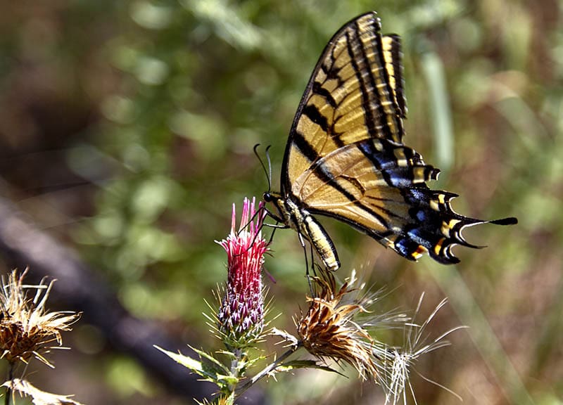 Two tailed Swallowtail butterfly
