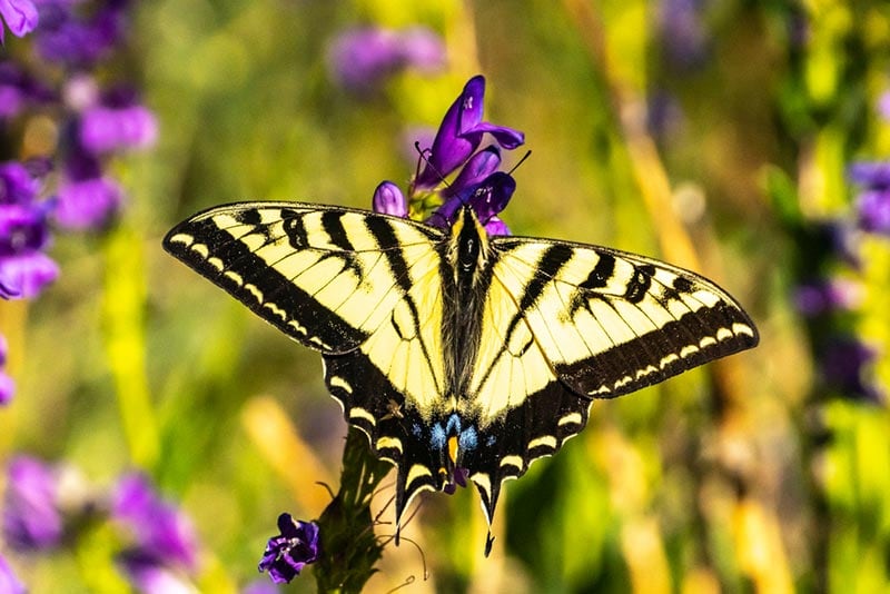 Western tiger swallowtail butterfly on penstemon blossoms