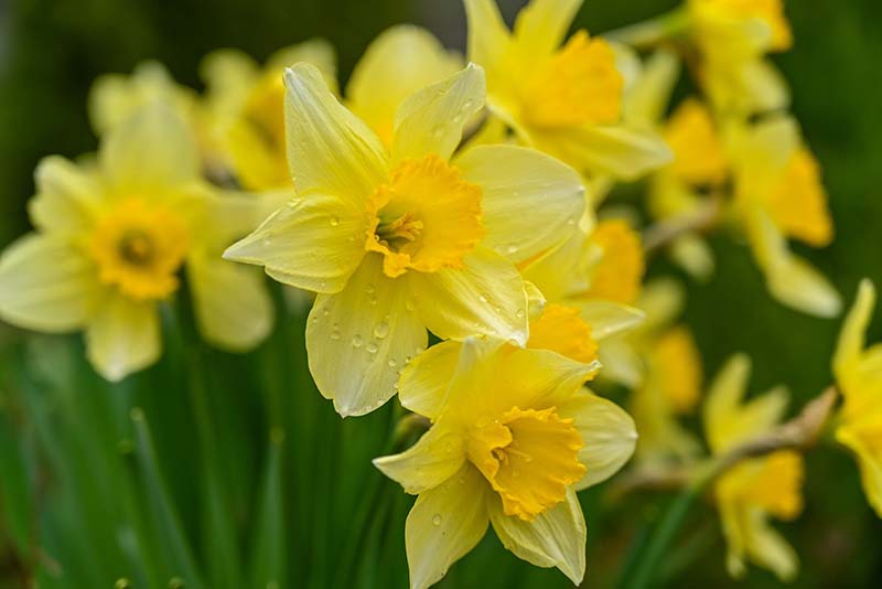 When Do Daffodils Bloom? How Long Does the Season Last? House Grail