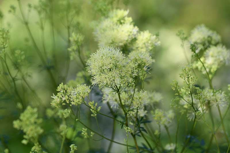 Yellow Meadow Rue