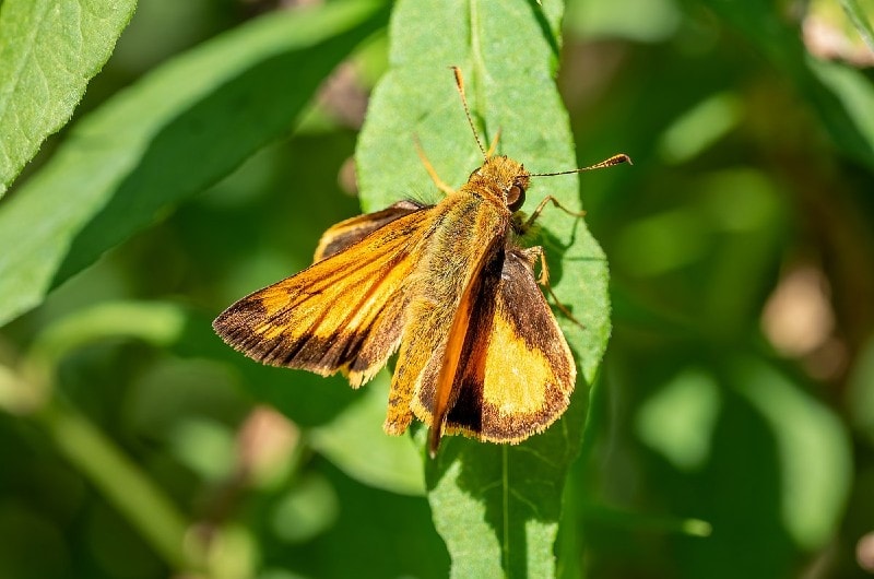 Zabulon skipper in Central Park