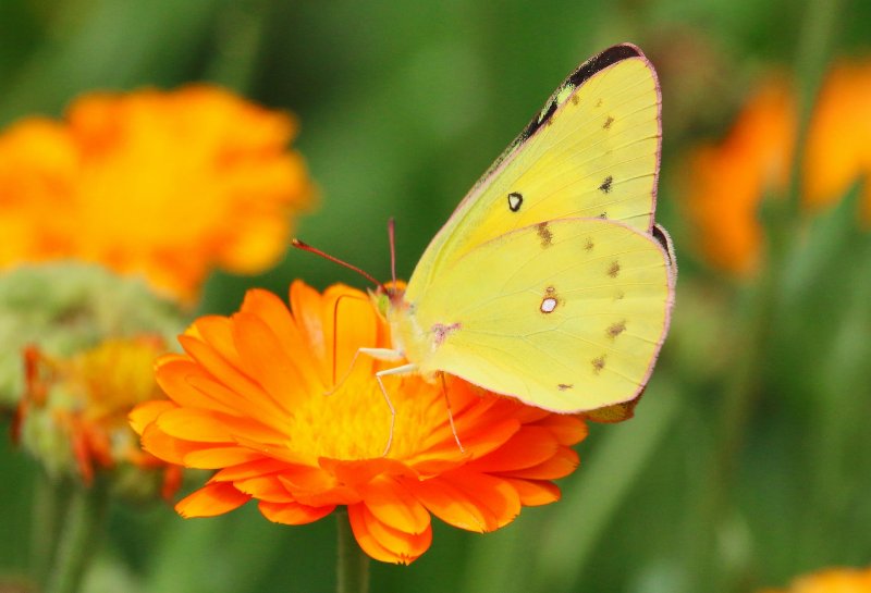a Clouded Sulphur butterfly perched on an orange flower