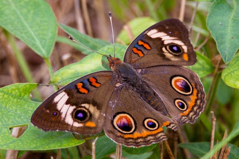 Migratory monarch butterfly now Endangered - IUCN Red List - Press