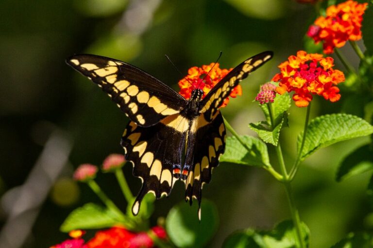 11 Most Common Types of Butterflies in Florida (With Pictures) | House ...