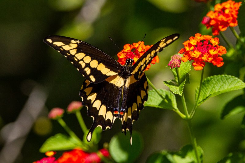 15 Types of the Most Common Butterflies in Colorado (With Pictures ...