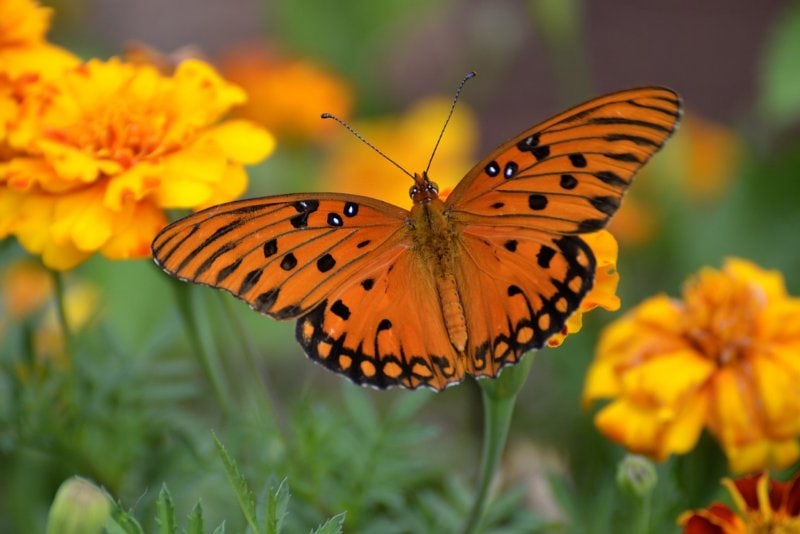 11 Most Common Types of Butterflies in Florida (With Pictures) House