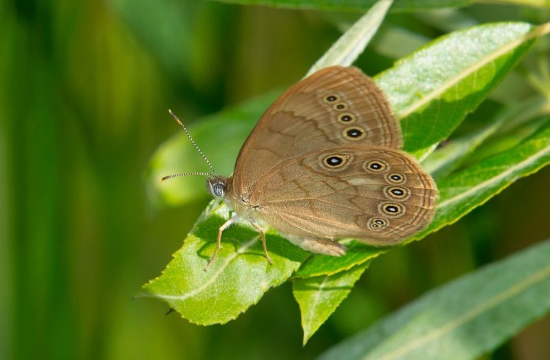 a Lethe eurydice or eyed brown butterfly