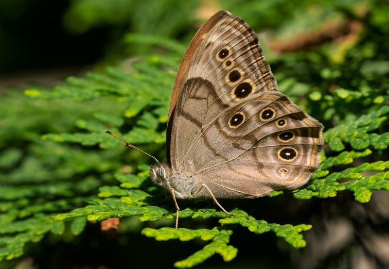 a Northern Pearly-Eye butterfly perched on greenery