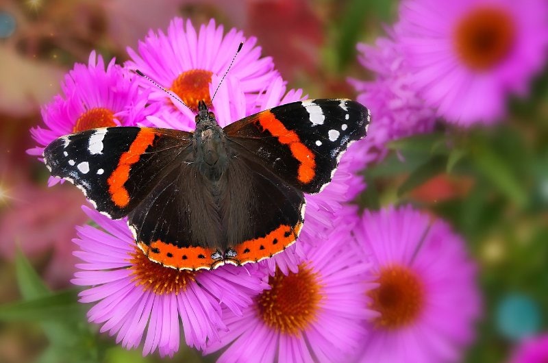 a Red Admiral butterfly