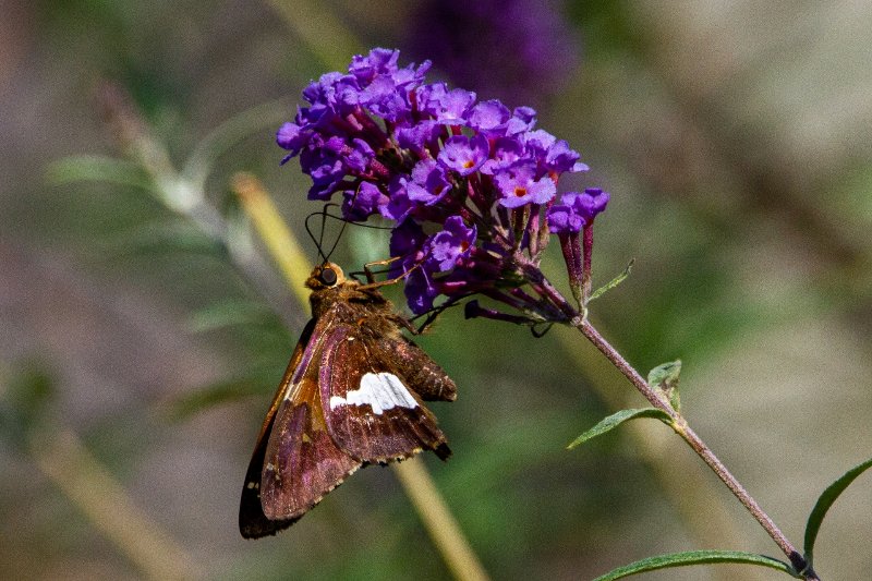 a Silver-Spotted Skipper butterfly