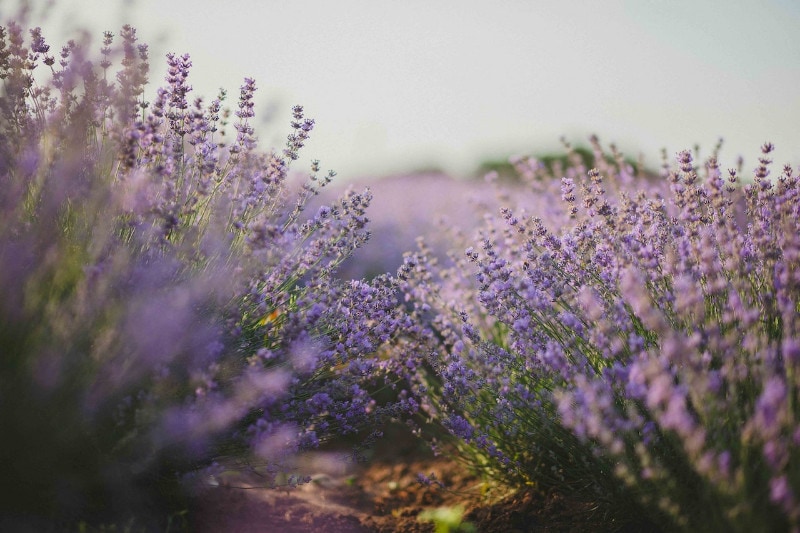 a field of lavender flowers