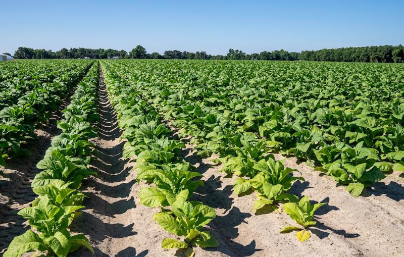 a field of tobacco plants