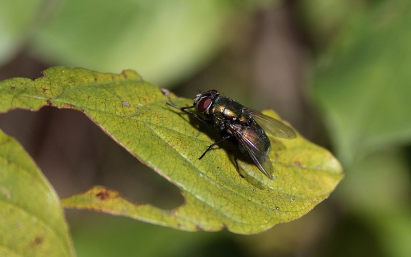 a fly perched on a leaf