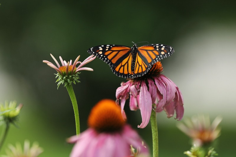 11 Most Common Types of Butterflies in Florida (With Pictures) House