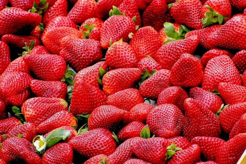 albion strawberry