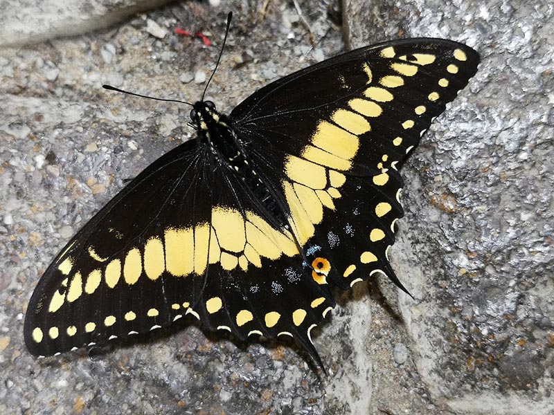 anise swallowtail butterfly