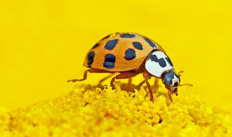 how-to-get-rid-of-ladybugs-how-to-control-asian-lady-beetles