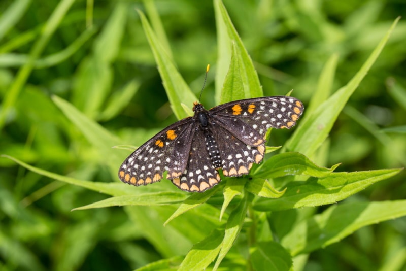 baltimore checkerspot butterfly