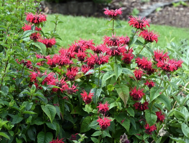 6 Companion Plants For Bee Balm With Pictures House Grail