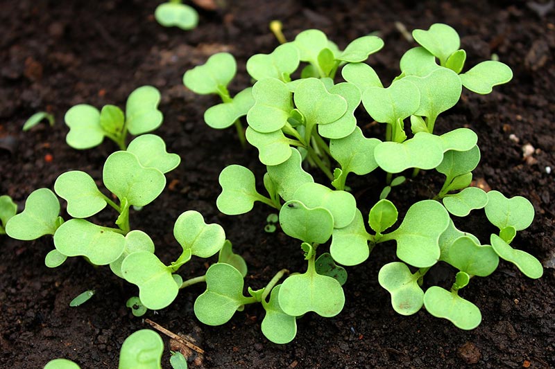 bok choy plant