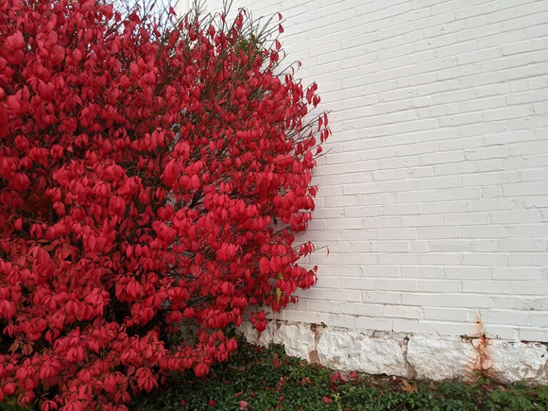 When & How to Prune Burning Bush: 4 Expert Tips | House Grail