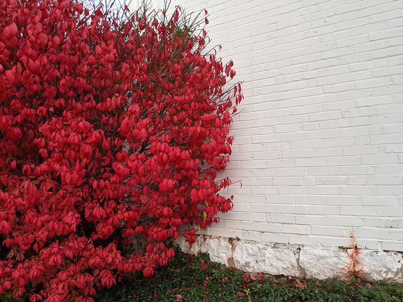 How to Prune a Burning Bush - Back Gardener