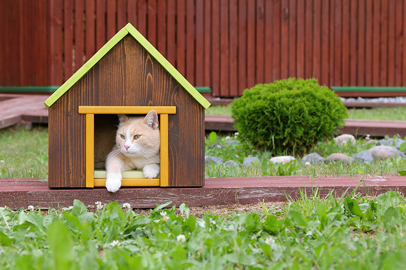 Cheap outdoor outlet cat house