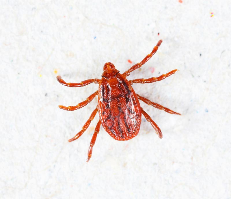 close up of brown dog tick